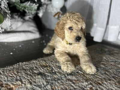 Goldendoodle puppies