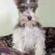 Mini Schnauzer