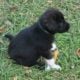 Pyrador Puppies 4 SALE!!