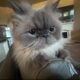 Fluffy Purebred Persian Cat