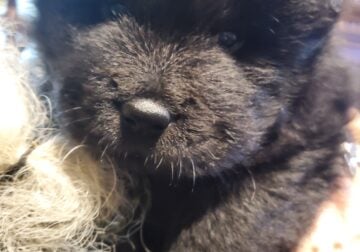 Chow chow pups
