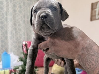 Female Cane Corso