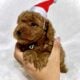 CHRISTMAS CUTIES!🌲TOY for JOY