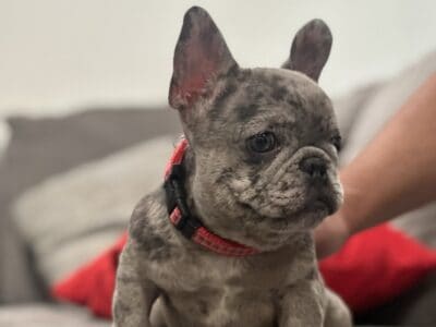 French bulldog