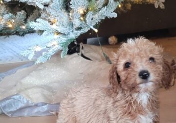 Mini goldendoodle – Puppy 2
