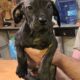 Cane corso puppies for sale