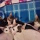 Kittens for sale
