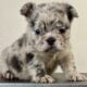 Fluffy French Bulldog