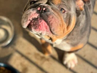 Old English Bulldogge