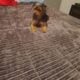 CKC Yorkie puppies for sale$1,100