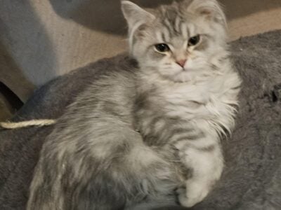 *PRICE REDUCED* TICA Registered Maine Coon Kittens