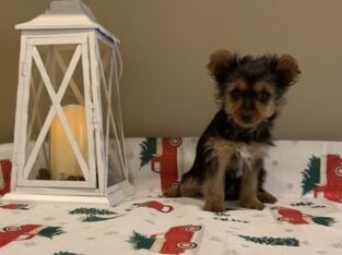 Yorkie Female