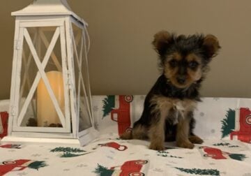 Yorkie Female