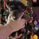 Yorkie