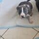 Staffordshire terrier puppies
