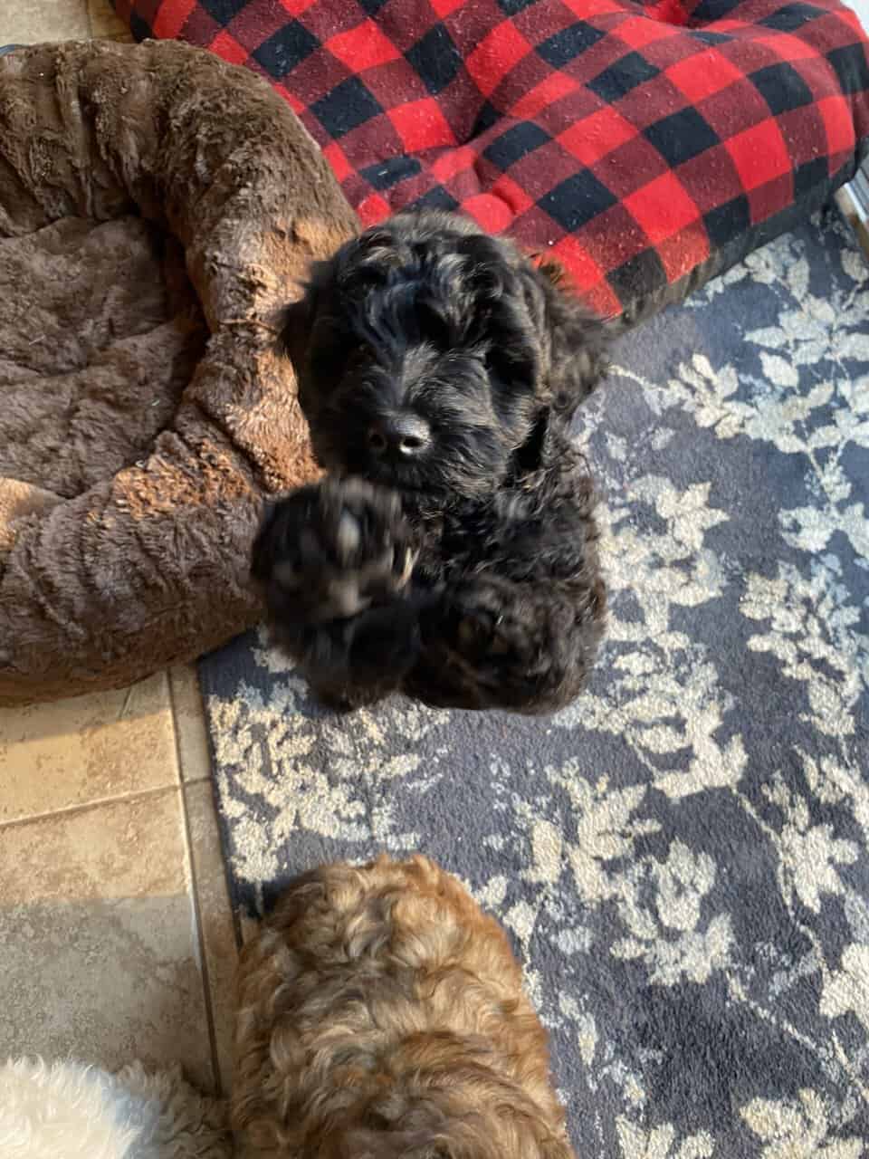 Whoodle Puppies | PetClassifieds.com