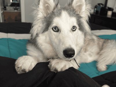 Siberan Husky