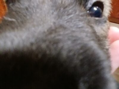 Puppies for sale
