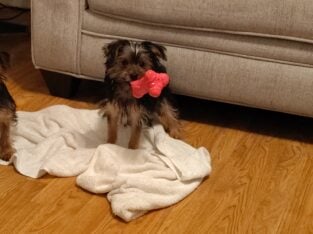 CKC Yorkie puppies for sale$1,100