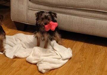 CKC Yorkie puppies for sale$1,100