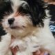 Shihzu mix