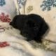 Xmas Miniature Dachshund Puppies