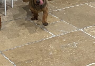 Dachshund Puppies Availble 12/16/24