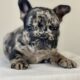 Merle French Bulldog