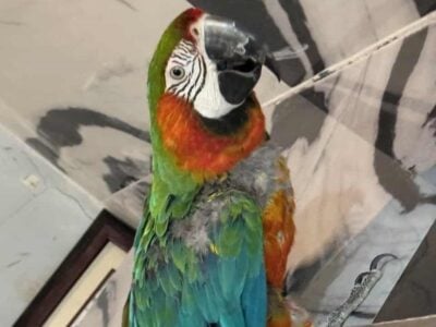 HI IM LOLA YOUR MACAW BIRD