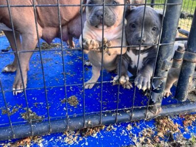 Standard bully puppies grch