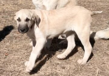 Anatolian/Great Pyrenees Puppies LGD