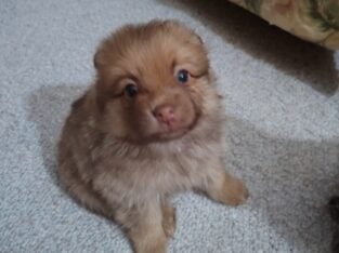 Pomeranian puppies