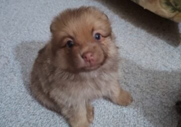 Pomeranian puppies