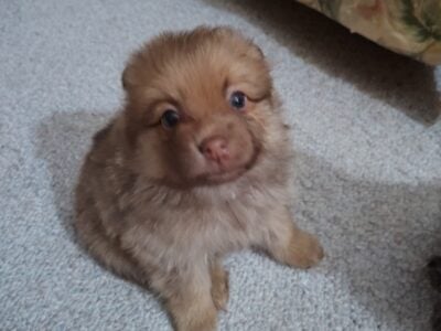 Pomeranian puppies