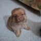 Pomeranian puppies