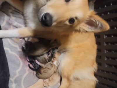 American Eskimo shelties