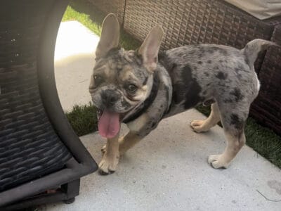 French Bulldog (Merle) AKC (Limited)