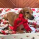 Kiwi, Queen Elizabeth Pocket Beagle