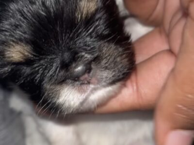 Pups for sale ‼️
