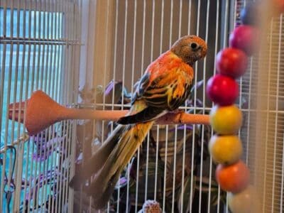 Bourkes Parakeets