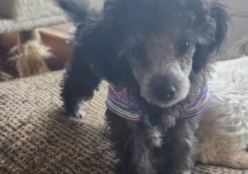 Toy poodle, silver male