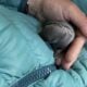 Rare Silver Fox Rabbit Kits