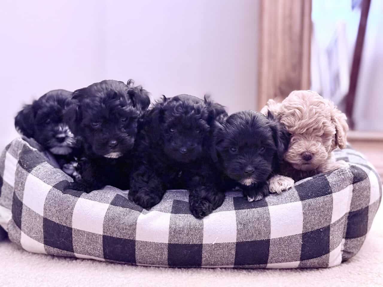 Schnoodle Puppies 12 weeks | PetClassifieds.com