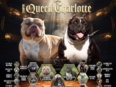 American Bully Puppies