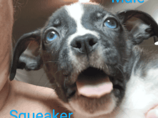 8 Week Old Pitski Puppies For Sale