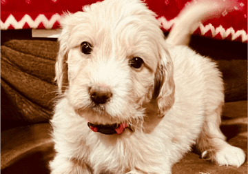 Pyredoodle Max puppy