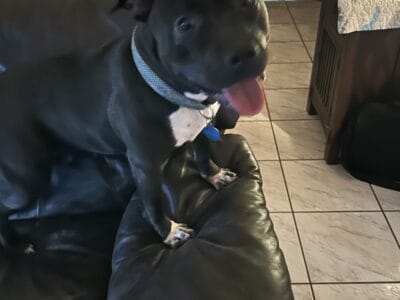1yr old Staffordshire Pitbull Female