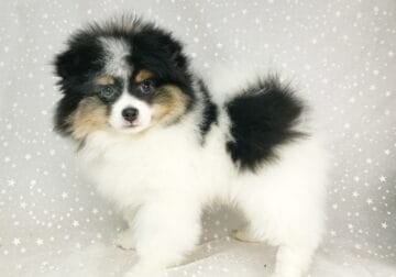 CKC Pomeranian: BUDDY (male)