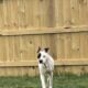 Free dog to new home