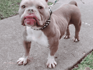 Female Pocket Bully for sale